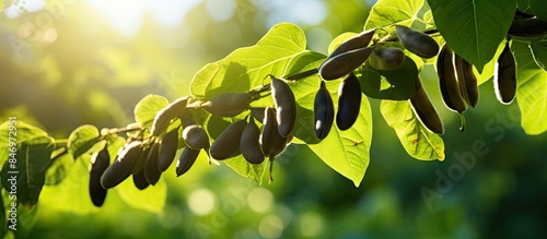 Abundant fruits hang delica...