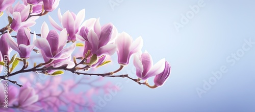 Purple magnolia blossoms in full bloom during the spring season, showcasing their vibrant color and delicate petals. with copy space image. Place for adding text or design © vxnaghiyev