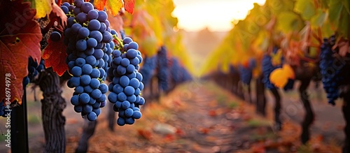 Vineyard scene in autumn wi...