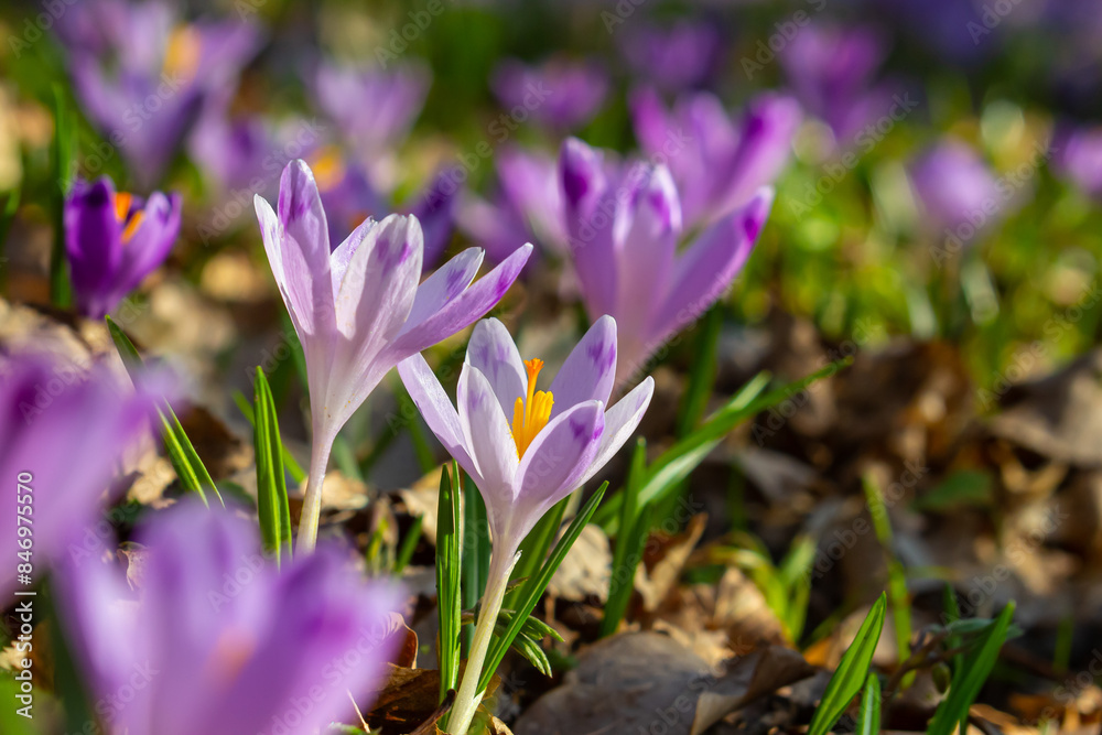 Close up detail with a Crocus heuffelianus or Crocus vernus spring giant crocus. purple flower blooming in the forest