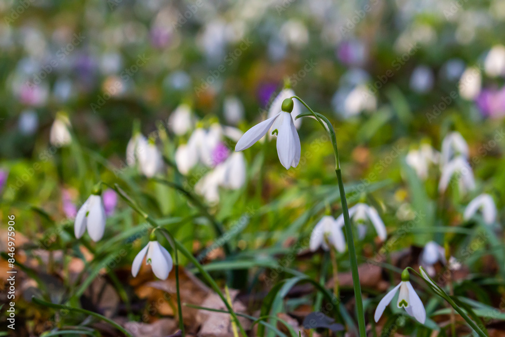 White snowdrop flowers. Galanthus blossoms illuminated by the sun in the green blurred background, early spring. Galanthus nivalis bulbous, perennial herbaceous plant in Amaryllidaceae family White snowdrop flowers. Galanthus blossoms illuminated by the sun in the green blurred background, early spring. Galanthus nivalis bulbous, perennial herbaceous plant in Amaryllidaceae family