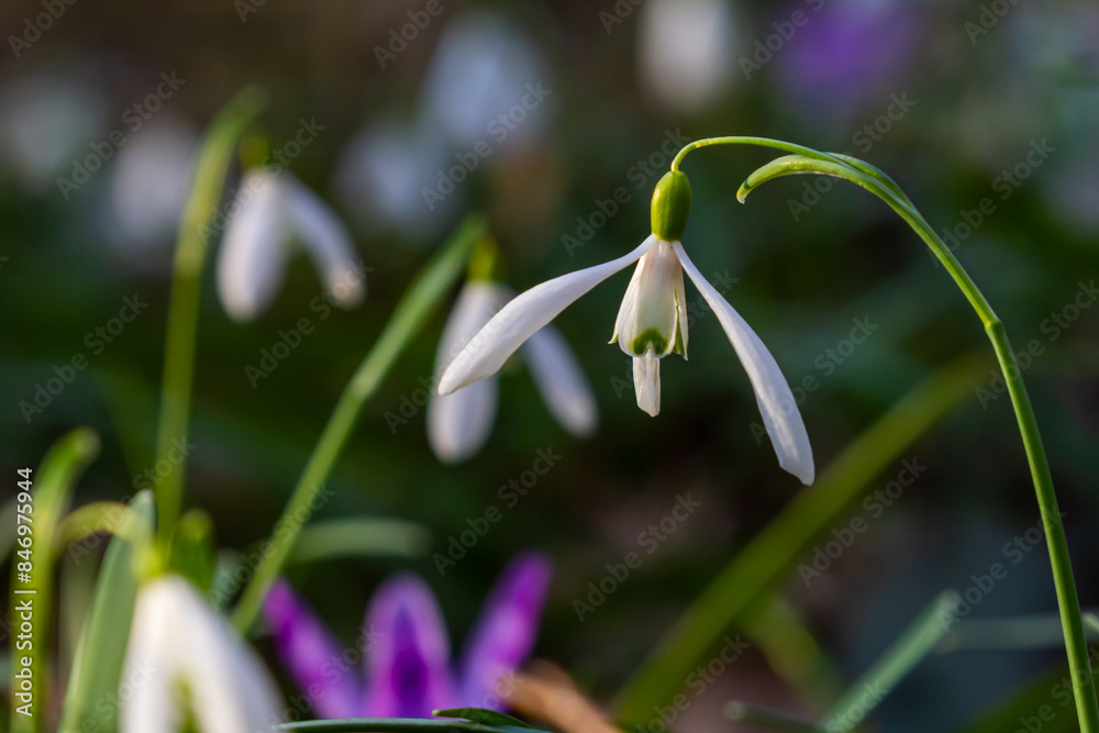 White snowdrop flowers. Galanthus blossoms illuminated by the sun in the green blurred background, early spring. Galanthus nivalis bulbous, perennial herbaceous plant in Amaryllidaceae family White snowdrop flowers. Galanthus blossoms illuminated by the sun in the green blurred background, early spring. Galanthus nivalis bulbous, perennial herbaceous plant in Amaryllidaceae family