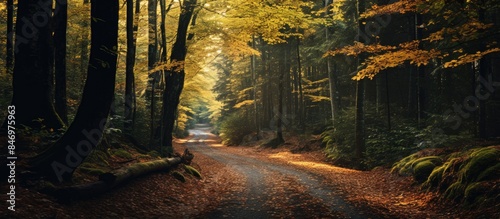 Autumnal forest path surrou...