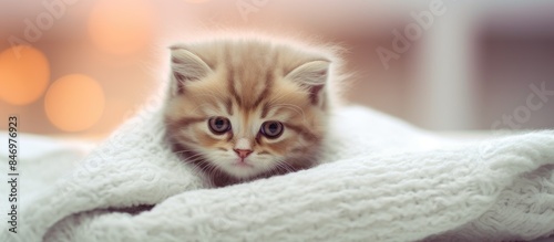 Small baby cat lounging on ...