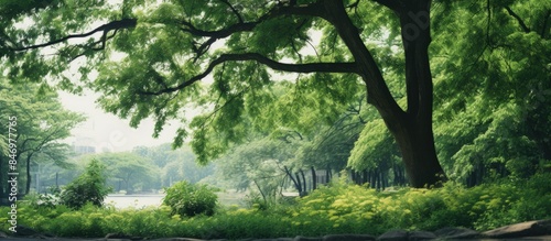 Lush greenery of trees and ...
