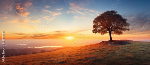 Silhouetted lone tree on a ...