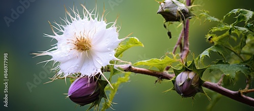 Violet and white flower on ...