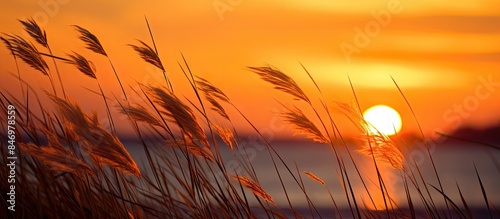 Grass stalks, tall and slen...