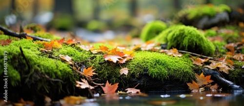 Lush forest floor covered i...