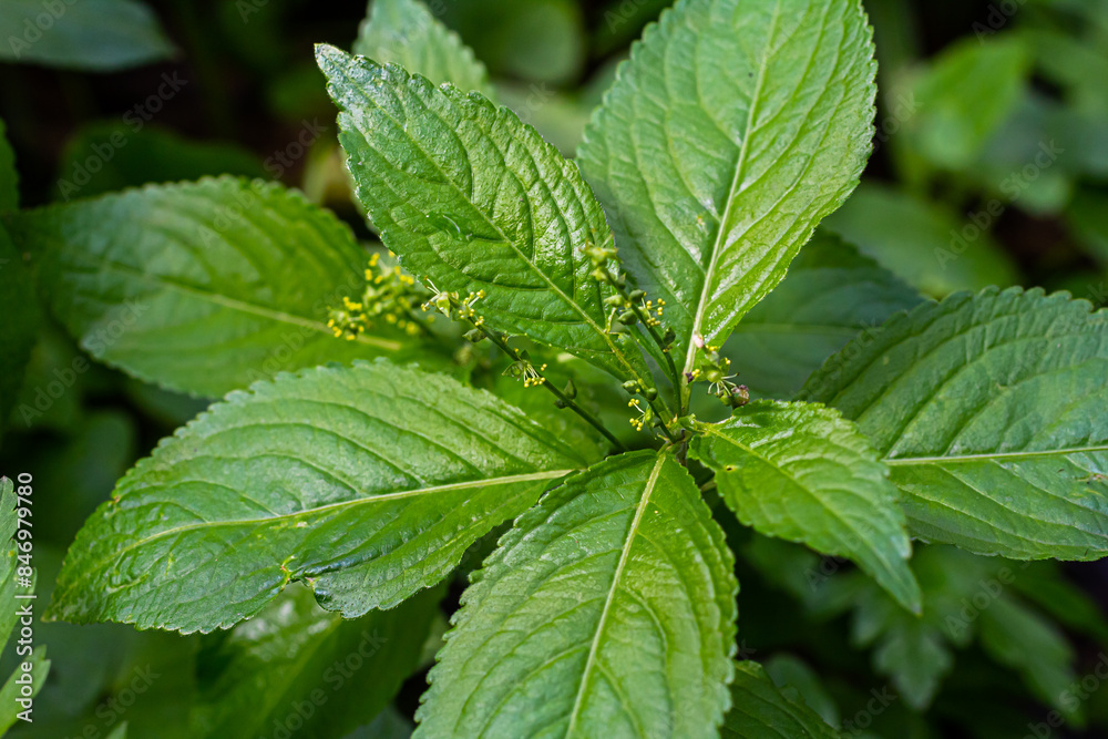 In the spring in the wild Mercurialis perennis grows in the forest In the spring in the wild Mercurialis perennis grows in the forest