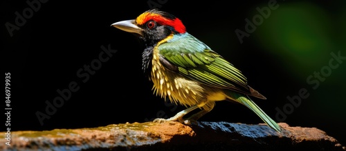 A vibrant bird with a crims...