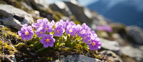 Purple flowers blooming on ...