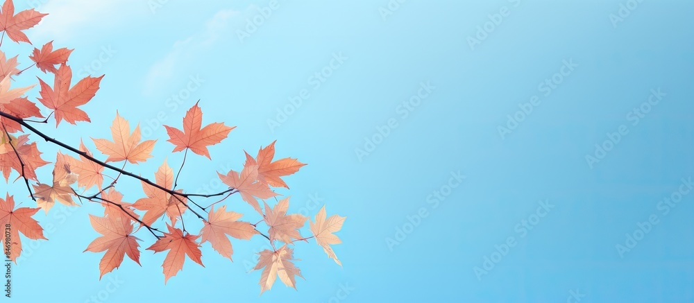 Maple tree branch adorned with green leaves set against a vibrant blue sky background. with copy space image. Place for adding text or design Maple tree branch adorned with green leaves set against a vibrant blue sky background. with copy space image. Place for adding text or design