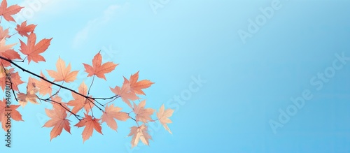 Maple tree branch adorned w...