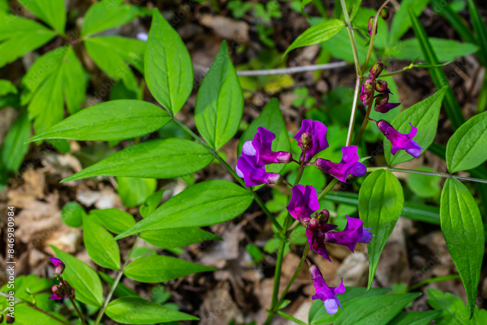 Lathyrus vernus in bloom, early spring vechling flower with blosoom and green leaves growing in forest, macro Lathyrus vernus in bloom, early spring vechling flower with blosoom and green leaves growing in forest, macro