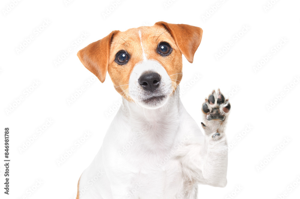 Portrait of a cute Jack Russell terrier dog waving his paw isolated on a white background Portrait of a cute Jack Russell terrier dog waving his paw isolated on a white background