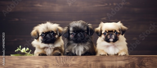 Adorable little dogs of the...