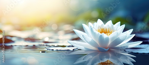 White lotus emerges above w...