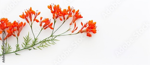 Delicate small orange flowe...