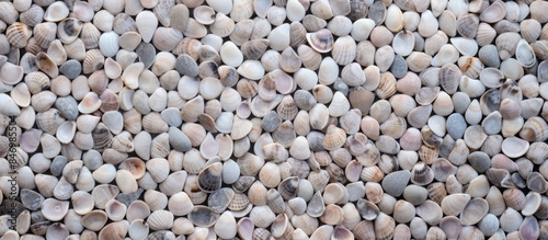Pile of assorted seashells ...