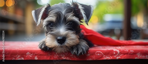 Miniature schnauzer puppy w...
