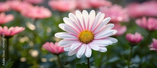 A lovely single daisy flowe...
