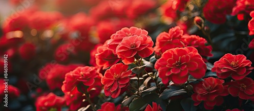 Numerous red flowers thrivi...