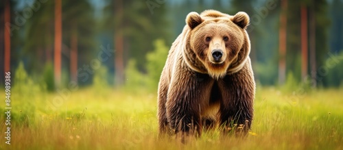 Adult brown bear of the spe...