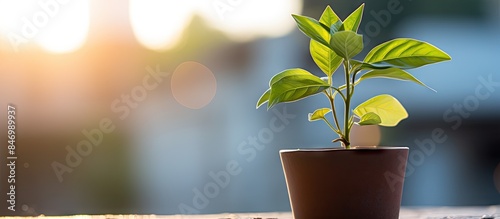 Thriving plant emerging fro...