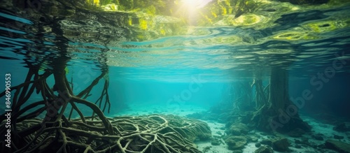 Mangrove forest, rainforest...