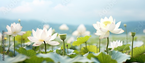 Numerous white flowers bloo...
