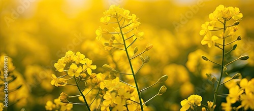 Sunlight filters through ye...