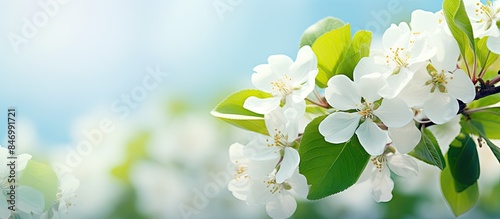 Tree with beautiful white f...