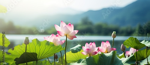 Beautiful lotus flowers blo...