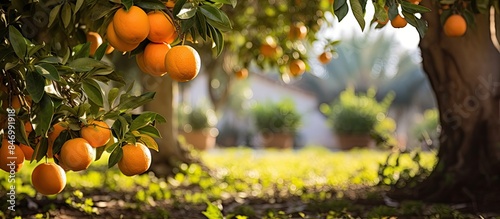 Lush orange trees filled with ripe fruits hanging in the garden. with copy space image. Place for adding text or design