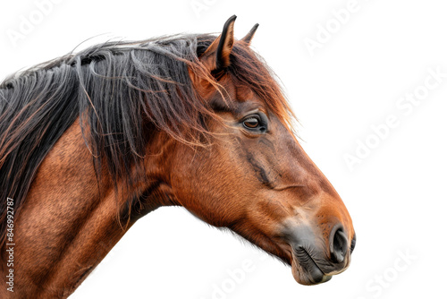 Close-up of a beautiful brown horse with black mane isolated on transparent background. Perfect for equestrian-themed content and animal photography.