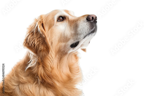 Close-up of a golden retriever looking upwards on a transparent background. Ideal for pet-related content and advertising.