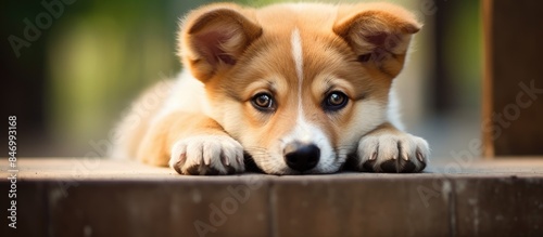 The adorable dog with a for...