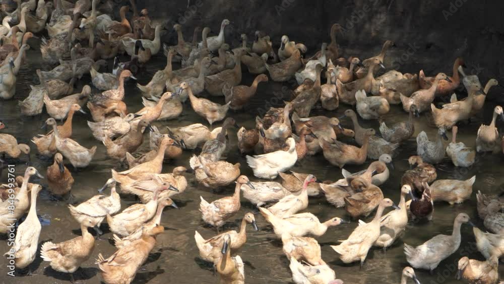 Many domestic ducks were gathered by the river. Domestic ducks are ducks that are raised for meat, eggs and down. Many ducks are also kept for show, as pets, or for their ornamental value.
Many domestic ducks were gathered by the river. Domestic ducks are ducks that are raised for meat, eggs and down. Many ducks are also kept for show, as pets, or for their ornamental value.