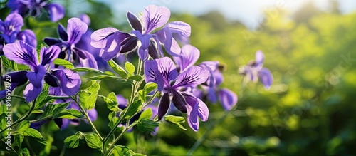Lush purple flowers of the ...