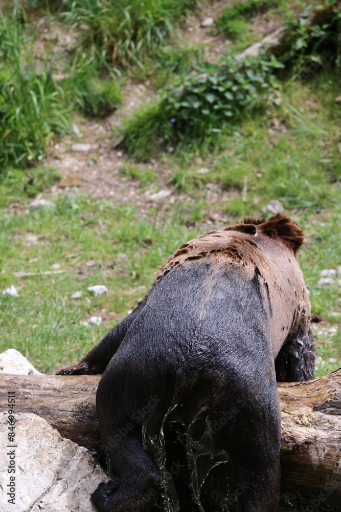 Bear taking a bath Bear taking a bath