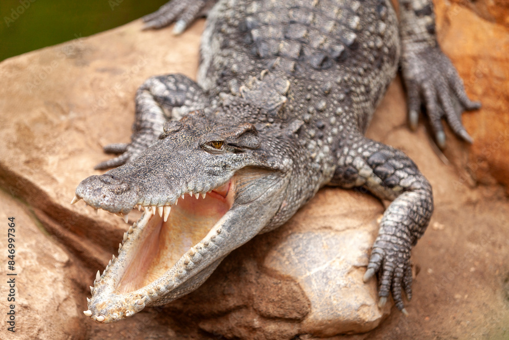 Fototapeta premium Crocodile Crocodylus moreletii in zoo, Barcelona, Catalonia, Spain