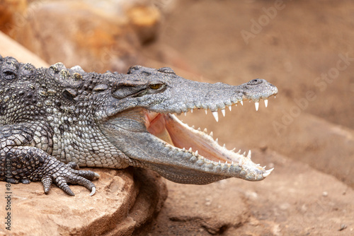Crocodile Crocodylus moreletii in zoo, Barcelona, Catalonia, Spain photo