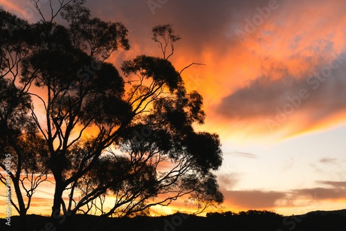 Valokuva Silhouette of a tree against a vibrant sunset sky in Sunset Flinders Ranger Nati