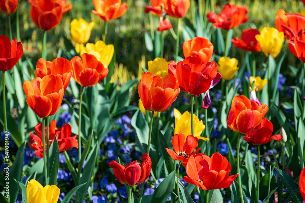 Tulips of many colors bloom in the park in the spring Tulips of many colors bloom in the park in the spring