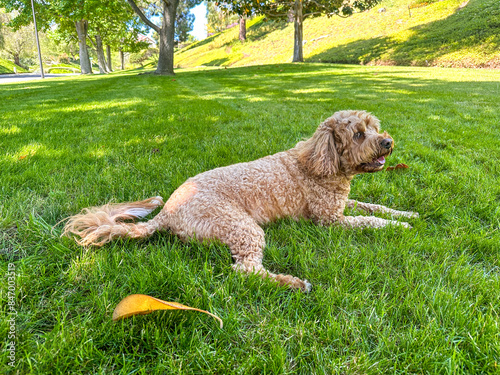 Cute Fluffy Cavapoo Dog on the Grass in a Park