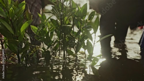 planting mangrove trees in the water by two workers