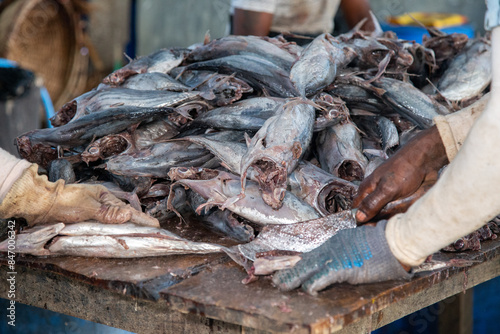 Catch of the day - the fish market of Negombo photo