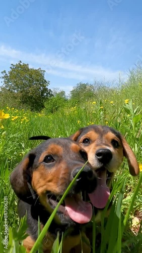 dog in the field. two puppies play in green grass among flowers. puppies playing outdoors