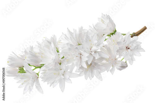deutzia flowers isolated on a white background photo